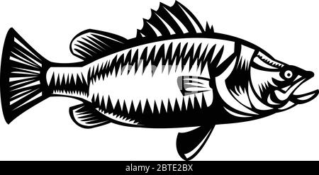 Style rétro Noir et blanc illustration de l'eau salée Barramundi ou barramundi, le bar asiatique de mer (Lates calcarifer), une espèce de poisson catadrome vue Illustration de Vecteur