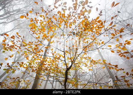 Hêtre commun (Fagus sylvatica), dans la forêt d'automne brumeux, Belgique, Ardennes Banque D'Images
