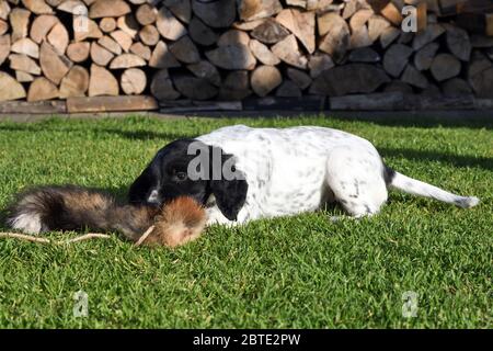 Grand Munsterlander (Canis lupus F. familiaris), chiot de sept semaines jouant dans un pré avec une queue de bœuf, bois de feu empilé en arrière-plan, Allemagne Banque D'Images