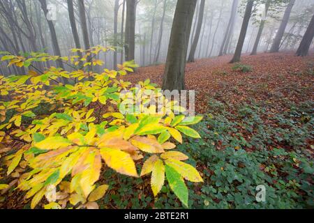 Châtaigne espagnole, châtaigne (Castanea sativa), dans la forêt d'automne brumeux, Belgique, Ardennes, Semois Banque D'Images