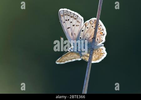 Bleu Chalkhill, bleu craie (Lysandra coridon, Polyommatus coridon, Meleageria coridon), se trouve sur une lame d'herbe, Belgique Banque D'Images