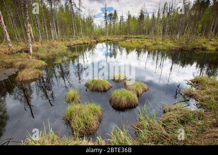 Tourbière en Finlande, Finlande, Kuusamo Banque D'Images