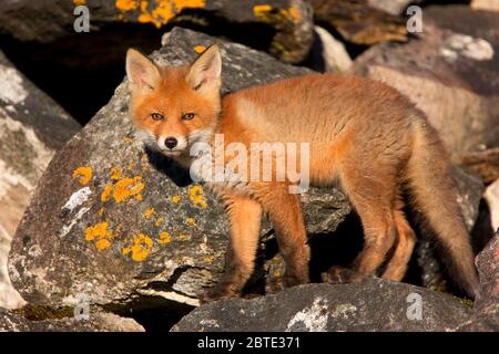 Renard roux (Vulpes vulpes), renard juvénile debout entre des rochers, Estonie, Parc national de Soomaa Banque D'Images