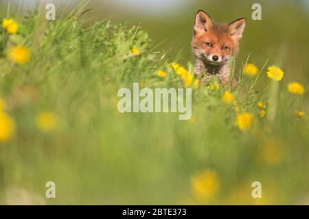 Renard roux (Vulpes vulpes), portrait dans un pré de pissenlits, renard cub, Estonie, parc national de Soomaa Banque D'Images