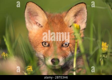 Renard roux (Vulpes vulpes), portrait dans un pré de pissenlits, renard cub, Estonie, parc national de Soomaa Banque D'Images