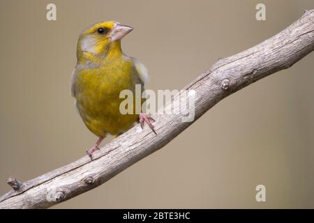 western verdfinch (Carduelis chloris, Chloris chloris), perches sur une branche, Belgique, Flandre orientale Banque D'Images