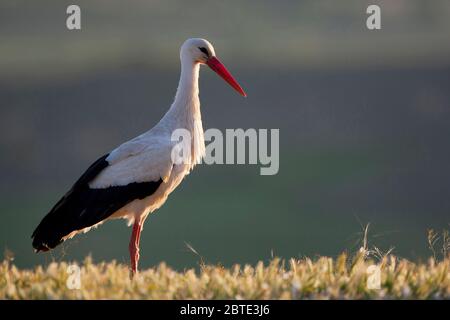 Ciconie blanche (Ciconia ciconia), se dresse dans un pré, Espagne, Estrémadure Banque D'Images