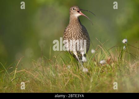 le curlew occidental (Numenius arquata), faisant appel à la présence de coton-herbe, Norvège, îles Lofoten Banque D'Images