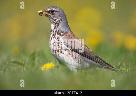 champ (Turdus pilaris), avec proie dans le bec, Belgique, Flandre orientale Banque D'Images