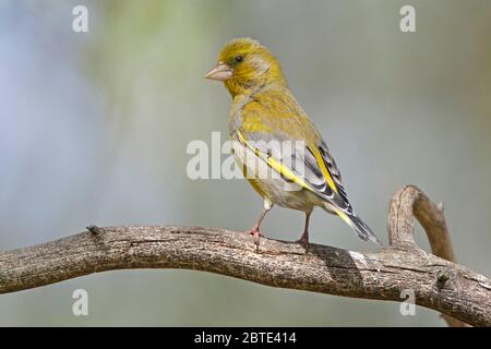 western verdfinch (Carduelis chloris, Chloris chloris), perches sur une branche, Belgique, Flandre orientale Banque D'Images