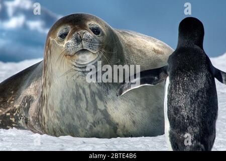 pingouin d'adelie (Pygoscelis adeliae), phoque et pingouin d'adelie dans l'Antarctique, l'Antarctique, Cierva Cove Banque D'Images