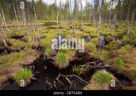 Tourbière en Finlande, Finlande, Kuusamo Banque D'Images