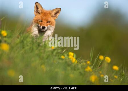 Renard roux (Vulpes vulpes), assis dans un pré de pissenlit, vue de face, Estonie, Parc national de Soomaa Banque D'Images