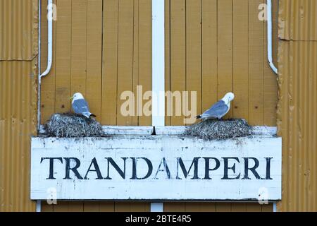 Kittiwake à pattes noires (Rissa tridactyla, Larus tridactyla), sur deux nids au-dessus d'un signe de lieu, Norvège, îles Lofoten, Nusfjord Banque D'Images