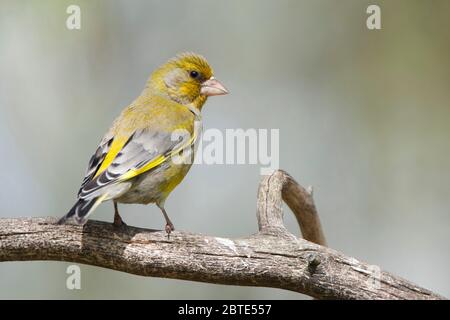 western verdfinch (Carduelis chloris, Chloris chloris), perches sur une branche, Belgique, Flandre orientale Banque D'Images