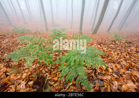 fern de bracken (Pteridium aquilinum), dans la forêt d'automne brumeux, Belgique, Ardennes Banque D'Images