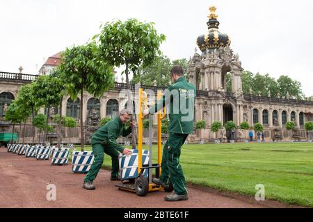 Dresde, Allemagne. 25 mai 2020. Les orangers positionnont un arbre orange dans la cage devant la porte de la couronne. Dès 1714, la chenil abrite plus de 600 plantes d'environ 30 espèces. Depuis 2017, les oranges amères sont de retour dans le jardin baroque. Credit: Sebastian Kahnert/dpa-Zentralbild/ZB/dpa/Alay Live News Banque D'Images