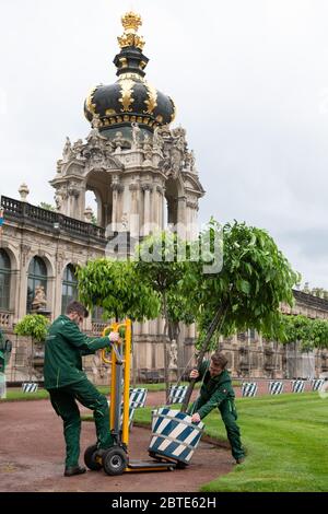 Dresde, Allemagne. 25 mai 2020. Les orangers positionnont un arbre orange dans la cage devant la porte de la couronne. Dès 1714, la chenil abrite plus de 600 plantes d'environ 30 espèces. Depuis 2017, les oranges amères sont de retour dans le jardin baroque. Credit: Sebastian Kahnert/dpa-Zentralbild/ZB/dpa/Alay Live News Banque D'Images