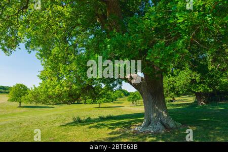 Grand chêne flanqué d'autres arbustes et arbres dans un pâturage vert dans le parcours de golf au printemps à Westwood à Beverley, Yorkshire, Royaume-Uni. Banque D'Images