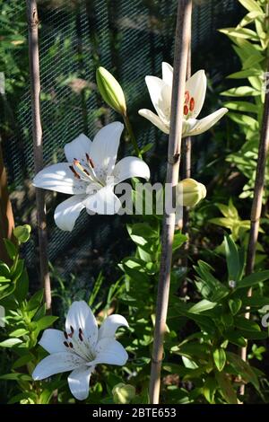 L'eyeliner Lilium Banque D'Images