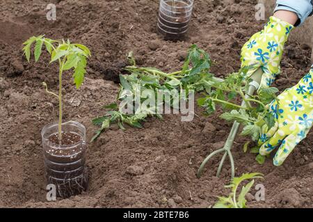 Jardinière féminine en gants plantant une plantule de tomate sur un lit de jardin à l'aide d'un râteau à main. Vue de dessus. Culture de légumes. Banque D'Images