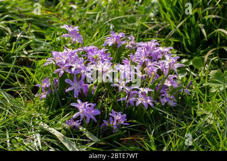 Fleurs de la gloire d'un Lucile, de la neige, de Chionoxa luciliae ou de Gewöhnliche Sternhyazinthe Banque D'Images