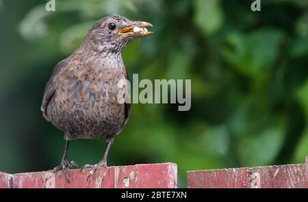 Laatzen, Allemagne. 25 mai 2020. Une femelle blackbird se trouve sur une clôture de jardin avec de la nourriture dans son bec. Le gouvernement de la Basse-Saxe a conclu un accord avec les protecteurs de la nature et les agriculteurs sur des objectifs contraignants pour la protection des espèces. Un accord correspondant doit être signé lundi. Crédit : Julian Strattischulte/dpa/Alay Live News Banque D'Images