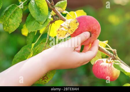 Gros plan sur la main de l'enfant en cueillant la pomme mûre rouge dans le jardin. Récolte de pommes. Banque D'Images