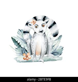 Illustration aquarelle d'un lémurien sur fond blanc. Madagascar faune zoo exotiques lémuriens animal. Affiche de design tropical Banque D'Images