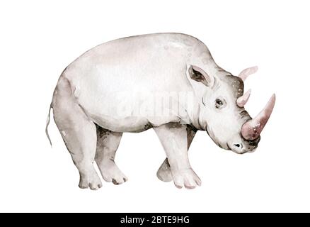 Aquarelle rhinocéros africains de rhipo isolés sur fond blanc. Savannah faune dessin animé zoo poster safari. Décoration jungle Banque D'Images