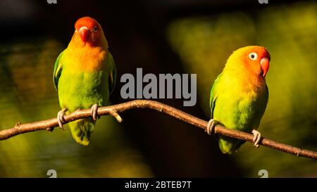 Deux magnifiques perroquets, le soleil se conture sur la branche d'arbre. Banque D'Images