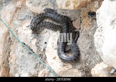 Hemorrhois hipporepis, serpent à fouet Banque D'Images