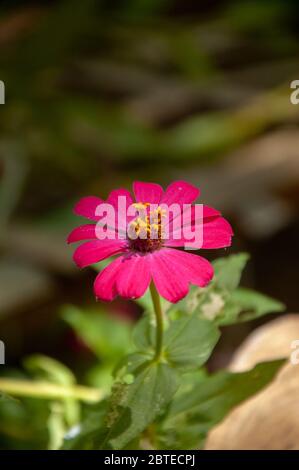 fleur de zinnia rose gros plan Banque D'Images