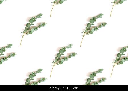 Motif composé de branches d'eucalyptus sur fond blanc. Aménagement été. Banque D'Images