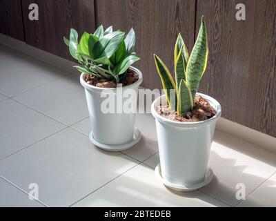 Feuilles vertes, plantes purifiantes d'air dans des pots en plastique blanc sur le sol de carrelage dans la chambre avec le soleil. Banque D'Images