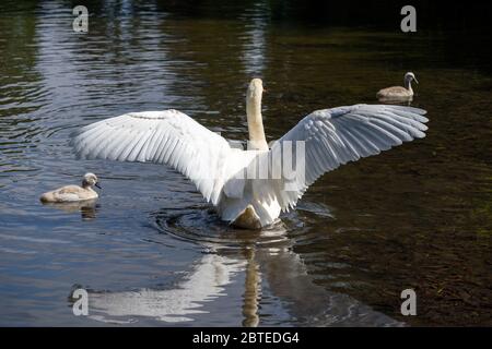Blanc Mute Cygne étalant ses ailes entouré de deux mignons cygnes muets nageant dans un lac au printemps. Banque D'Images