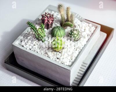 Gros plan de nombreuses sortes de petits plants de cactus verts dans un pot carré en béton sur une table blanche, vue de dessus. Banque D'Images