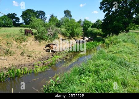 Vaches buvant et broutant au bord de la rivière Mole à Horley, Surrey. Banque D'Images