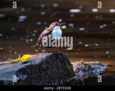 Dipper( Cinclus Cinclus) perchée sur une pierre, Lothian occidental, Écosse Banque D'Images