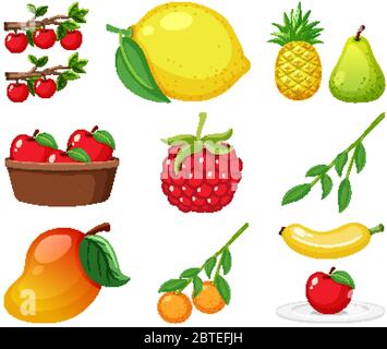 Grand jeu de différents types de fruits sur fond blanc illustration Illustration de Vecteur