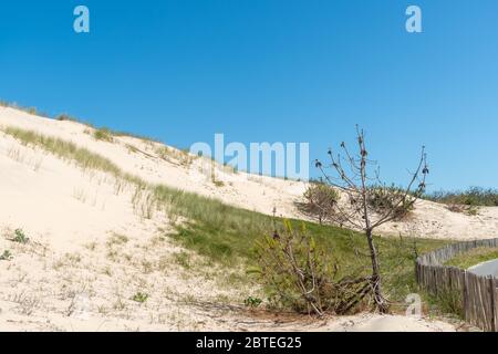 Dunes de sable à Carcans, près de Lacanau en France Banque D'Images