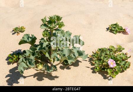 Plantes et fleurs dans les dunes de sable de Carcans, près de Lacanau en France Banque D'Images