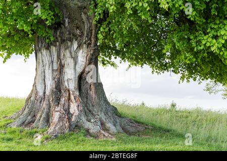 Vieux tilleul sur la prairie d'été. Grande couronne d'arbre avec feuillage vert luxuriant et tronc épais illuminé par la lumière du coucher du soleil. Photographie de paysage Banque D'Images