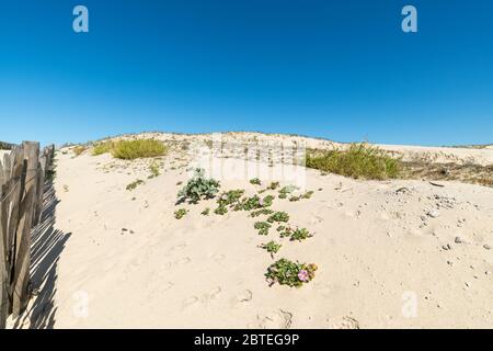 Dunes de sable à Carcans, près de Lacanau en France Banque D'Images