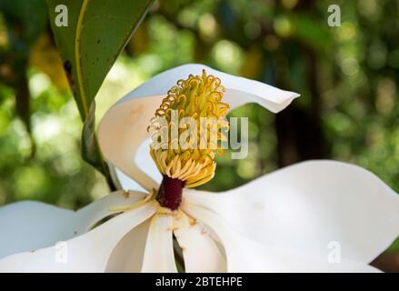 Gros plan des charpels et des étamines d'une fleur de magnolia en fleurs. Banque D'Images