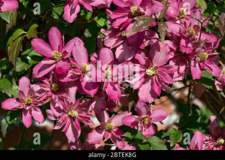 Clematis montana 'Broughton Star' sombre pnk floraison jardin ornemental grimpeur au printemps, Berkshire, mai Banque D'Images