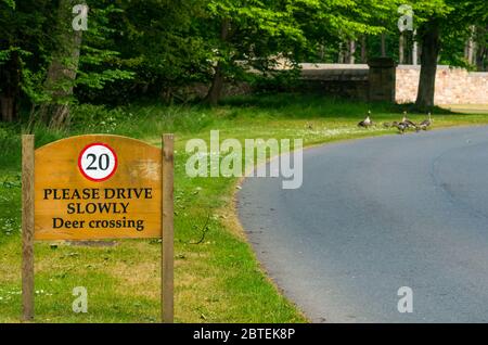 Archerfield, East Lothian, Écosse, Royaume-Uni, 25th mai 2020. Météo au Royaume-Uni : les oies des graylag (Anser anser) et six oisons se délectent sur la route à l'entrée du club de golf Renaissance Banque D'Images