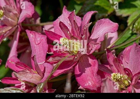 Clematis montana 'Broughton Star' sombre pnk floraison jardin ornemental grimpeur au printemps, Berkshire, mai Banque D'Images