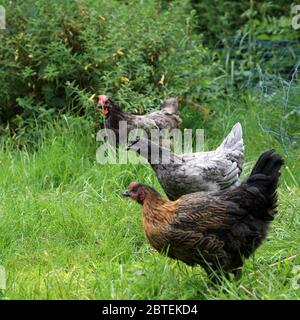 Animaux de compagnie dans un jardin surcultivé dans le Kent, Angleterre, Royaume-Uni Banque D'Images