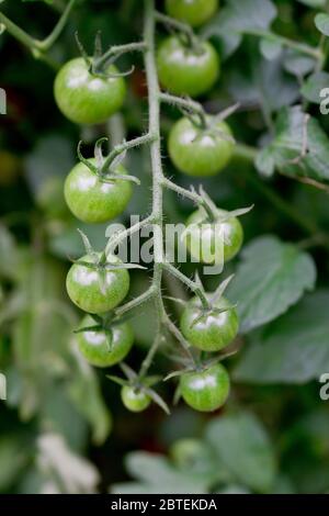 Bouquet de tomates cerises cultivées sur la vigne en forte composition verticale dans une ferme de « Pick-Your-Own » à NJ, États-Unis Banque D'Images